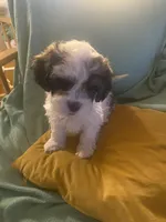 Minnie, a female Cockapoo and Havanese for sale in Valley Stream, NY – Photo 3 of 4