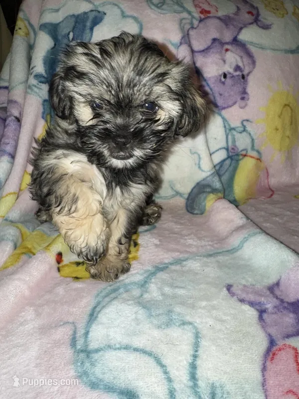 Milo – Cockapoo, Havanese puppy for sale in Valley Stream, NY