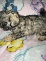Milo, a male Cockapoo and Havanese for sale in Valley Stream, NY – Photo 2 of 4