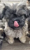 Nala, a female Cockapoo and Havanese for sale in Valley Stream, NY – 2 of 2