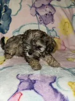 Theo, a male Cockapoo and Havanese for sale in Valley Stream, NY – Photo 3 of 3