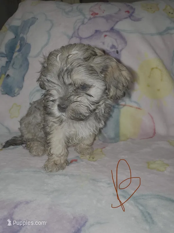 Theo – Cockapoo, Havanese puppy for sale in Valley Stream, NY