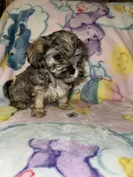 Theo, a male Cockapoo and Havanese for sale in Valley Stream, NY – Photo 2 of 3
