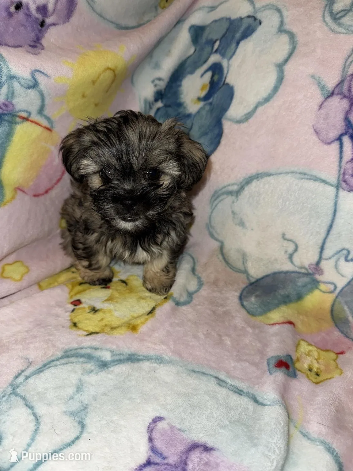 Milo, a male Cockapoo and Havanese for sale in Valley Stream, NY – Photo 3 of 4