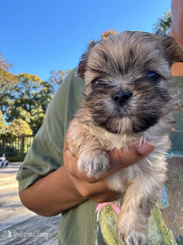 Mindy – Cockapoo, Havanese puppy for sale in Valley Stream, NY