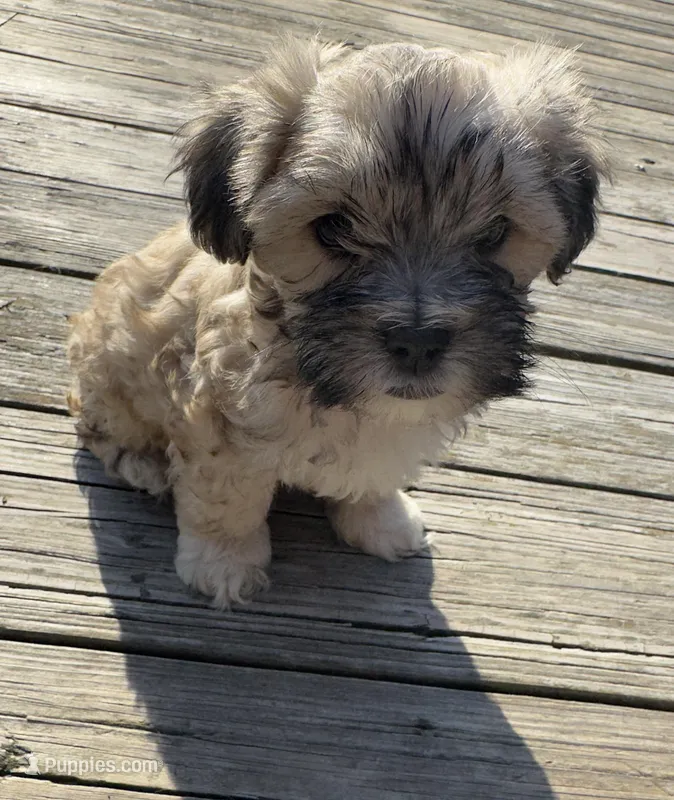 Teddy – Cockapoo, Havanese puppy for sale in Valley Stream, NY
