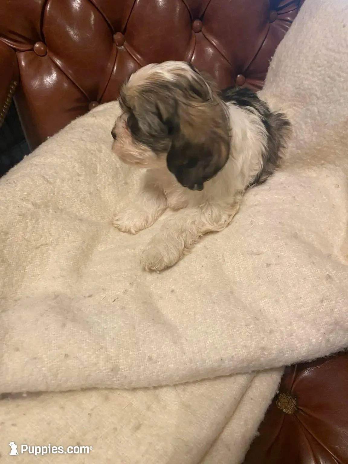 Scottie, a female Cockapoo and Havanese for sale in Valley Stream, NY – Photo 2 of 3