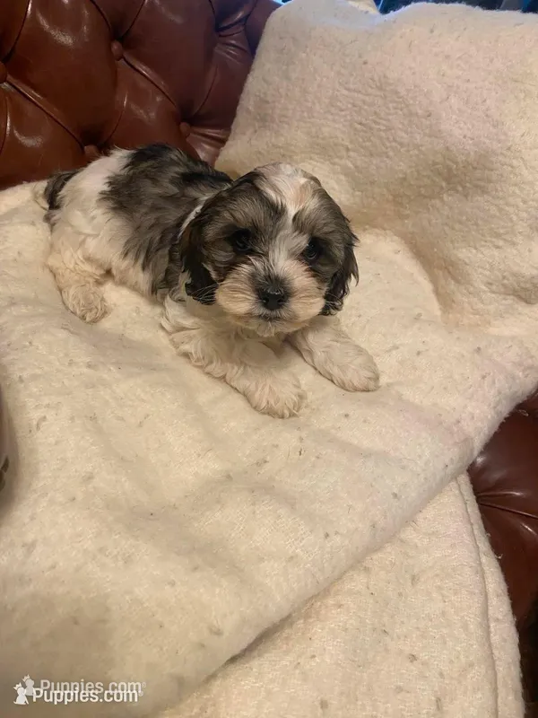 Scottie – Cockapoo, Havanese puppy for sale in Valley Stream, NY