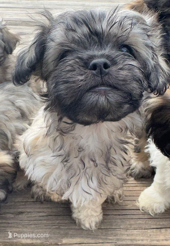 Nala – Cockapoo, Havanese puppy for sale in Valley Stream, NY