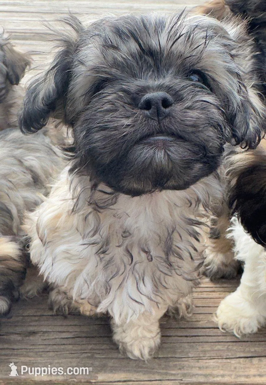 Nala, a female Cockapoo and Havanese for sale in Valley Stream, NY – Photo 1 of 5