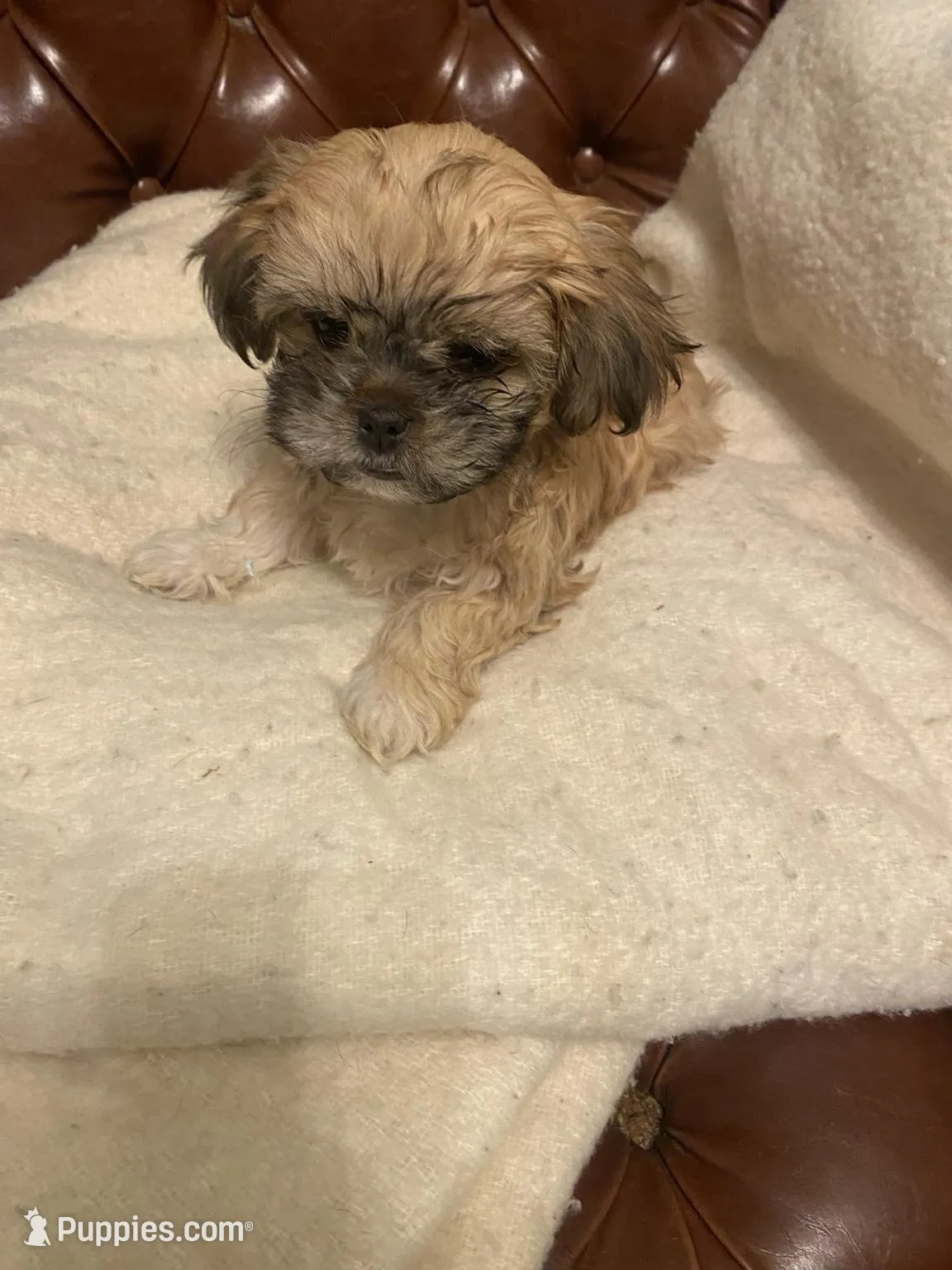 Jessie, a female Cockapoo and Havanese for sale in Valley Stream, NY – Photo 3 of 3