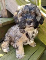 Ruby, a female Cockapoo and Havanese for sale in Valley Stream, NY – Photo 4 of 4