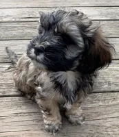 Ruby, a female Cockapoo and Havanese for sale in Valley Stream, NY – Photo 2 of 4
