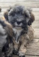Ruby, a female Cockapoo and Havanese for sale in Valley Stream, NY – Photo 3 of 4