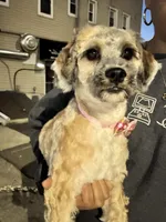 Chia, a female Cockapoo and Havanese for sale in Valley Stream, NY – 2 of 2