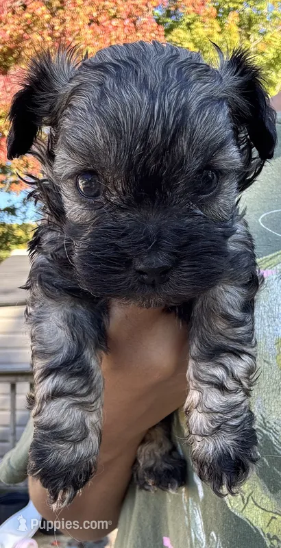 Remy – Cockapoo, Havanese puppy for sale in Valley Stream, NY