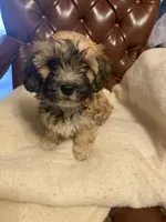 Charlie, a male Cockapoo and Havanese for sale in Valley Stream, NY – Photo 5 of 6