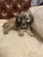 Charlie, a male Cockapoo and Havanese for sale in Valley Stream, NY – Photo 6 of 6