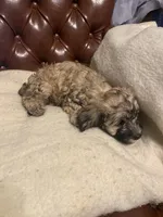 Charlie, a male Cockapoo and Havanese for sale in Valley Stream, NY – Photo 3 of 6