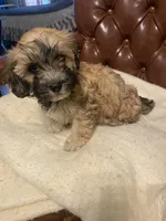 Charlie, a male Cockapoo and Havanese for sale in Valley Stream, NY – Photo 2 of 6