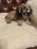 Charlie, a male Cockapoo and Havanese for sale in Valley Stream, NY – Photo 4 of 6