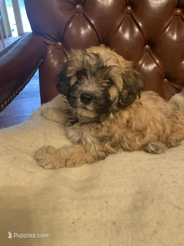 Charlie – Cockapoo, Havanese puppy for sale in Valley Stream, NY