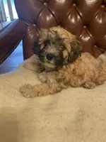 Charlie, a male Cockapoo and Havanese for sale in Valley Stream, NY – Photo 1 of 6