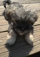 Lily, a female Cockapoo and Havanese for sale in Valley Stream, NY – Photo 2 of 2