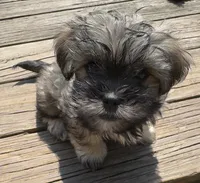 Lily, a female Cockapoo and Havanese for sale in Valley Stream, NY – Photo 1 of 2