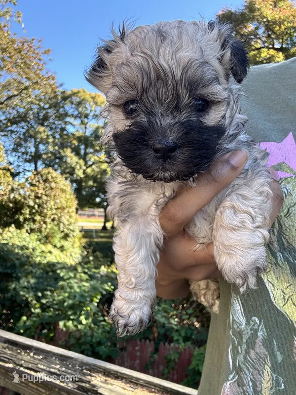 Milo – Cockapoo, Havanese puppy for sale in Valley Stream, NY