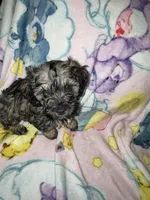 Rocco, a male Cockapoo and Havanese for sale in Valley Stream, NY – Photo 4 of 5