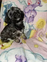 Rocco, a male Cockapoo and Havanese for sale in Valley Stream, NY – Photo 5 of 5