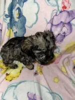 Rocco, a male Cockapoo and Havanese for sale in Valley Stream, NY – Photo 2 of 5