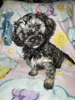 Rocco, a male Cockapoo and Havanese for sale in Valley Stream, NY – Photo 1 of 5