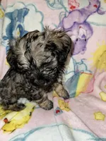 Rocco, a male Cockapoo and Havanese for sale in Valley Stream, NY – Photo 3 of 5