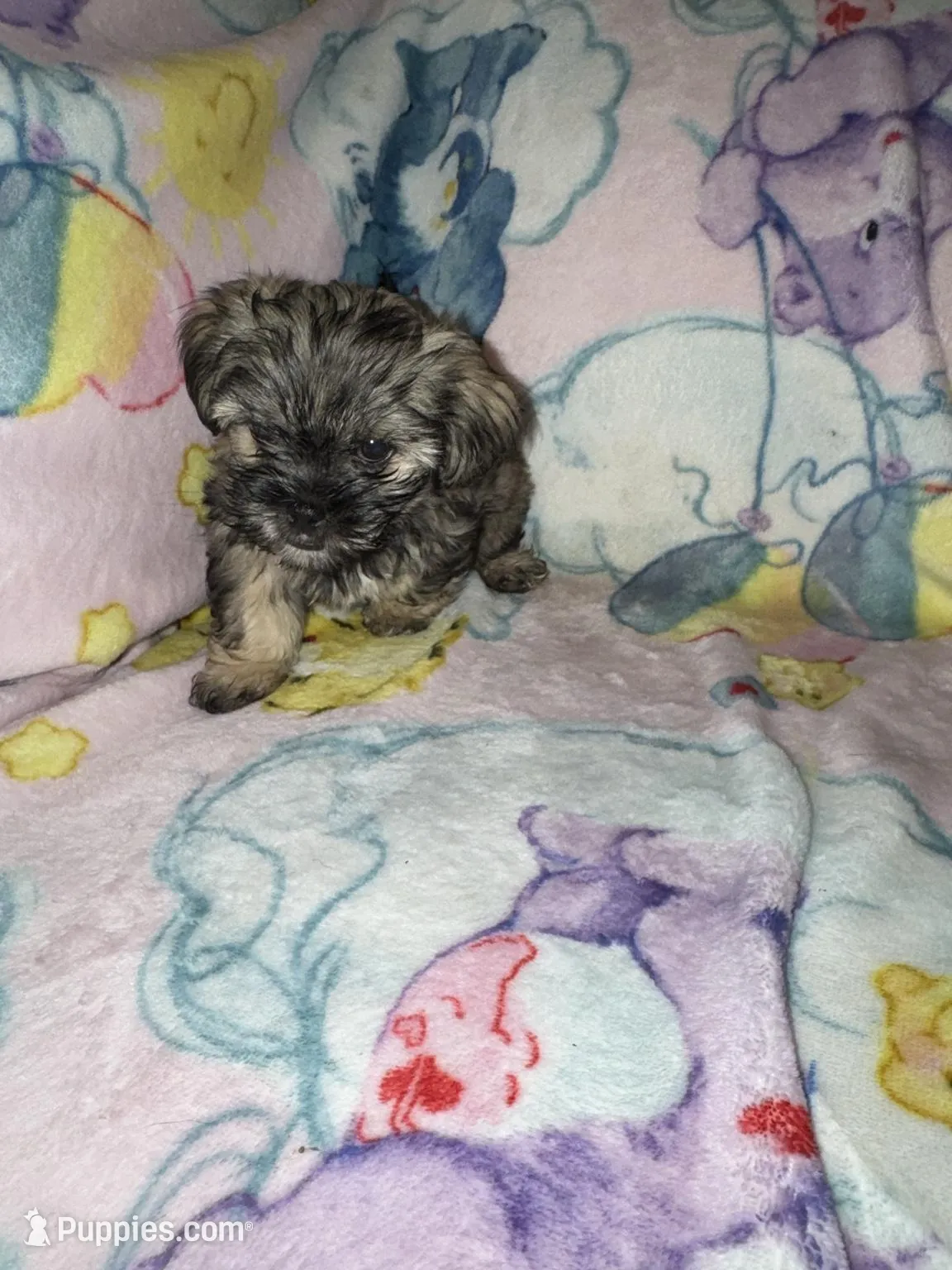 Milo, a male Cockapoo and Havanese for sale in Valley Stream, NY – Photo 4 of 4