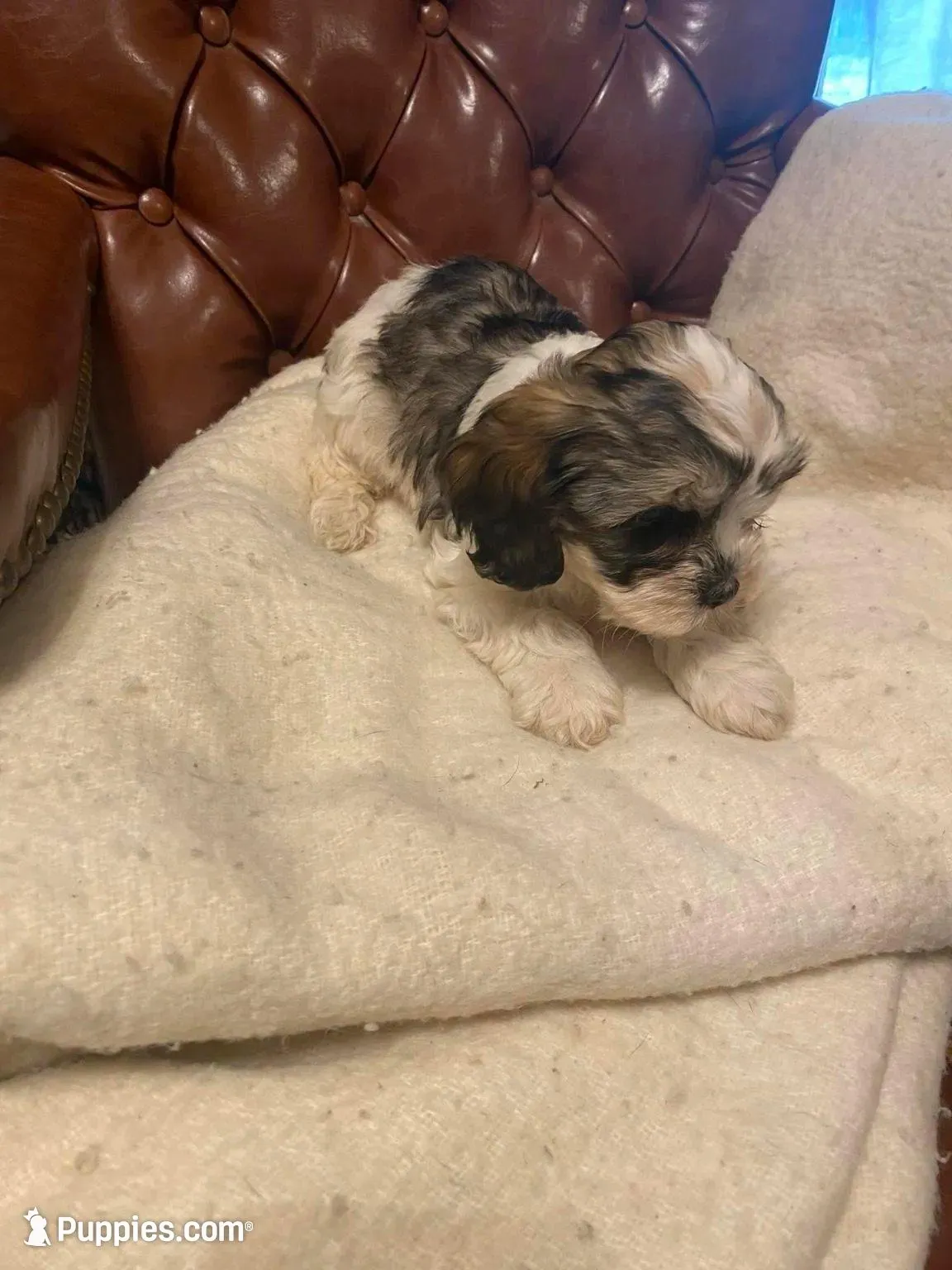 Scottie, a female Cockapoo and Havanese for sale in Valley Stream, NY – Photo 3 of 3