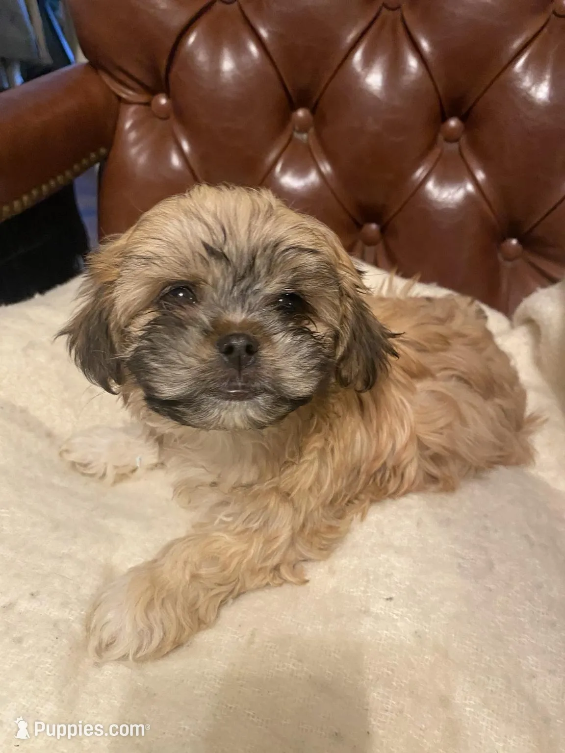 Jessie, a female Cockapoo and Havanese for sale in Valley Stream, NY – Photo 1 of 3