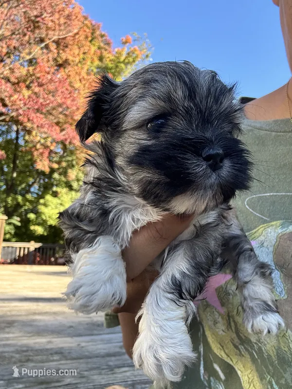 Lily – Cockapoo, Havanese puppy for sale in Valley Stream, NY