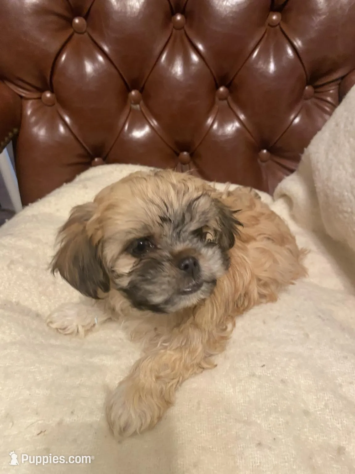 Jessie, a female Cockapoo and Havanese for sale in Valley Stream, NY – Photo 2 of 3