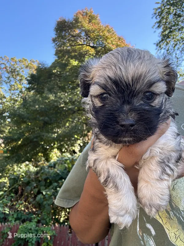 Leo – Cockapoo, Havanese puppy for sale in Valley Stream, NY