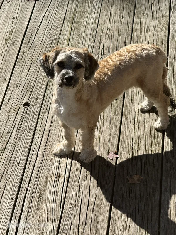 Chia – Cockapoo, Havanese puppy for sale in Valley Stream, NY