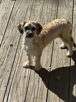 Chia, a female Cockapoo and Havanese for sale in Valley Stream, NY – 1 of 2