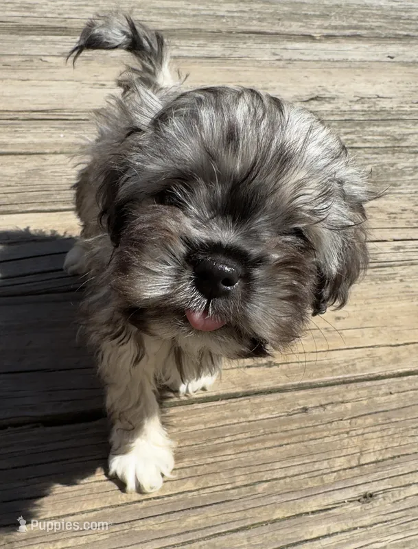 Gizmo – Havanese puppy for sale in Valley Stream, NY