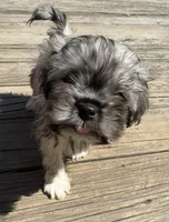 Gizmo, a male Havanese for sale in Valley Stream, NY – Photo 1 of 3