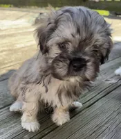 Gizmo, a male Havanese for sale in Valley Stream, NY – Photo 2 of 3