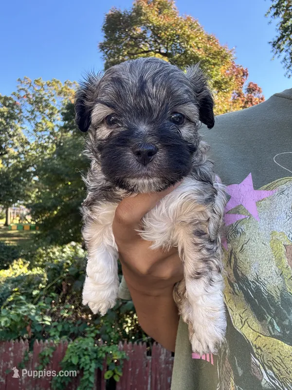 Bear – Cockapoo, Havanese puppy for sale in Valley Stream, NY