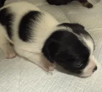 Apple head chihuahuas. Teacup , a male Chihuahua for sale in Oklahoma City, OK – 2 of 3