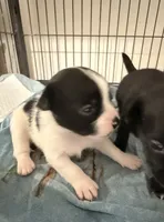 Apple head chihuahuas. Teacup , a male Chihuahua for sale in Oklahoma City, OK – 3 of 3