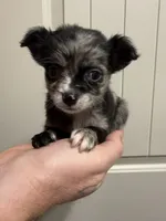 Patch, a male Chihuahua for sale in Oklahoma City, OK – Photo 2 of 3